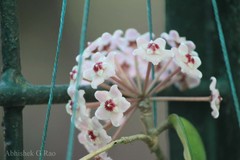 Hoya carnosa